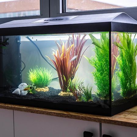 Studio Chaleureux Avec Aquarium Apartment Marcq-en-Baroeul Bagian luar foto