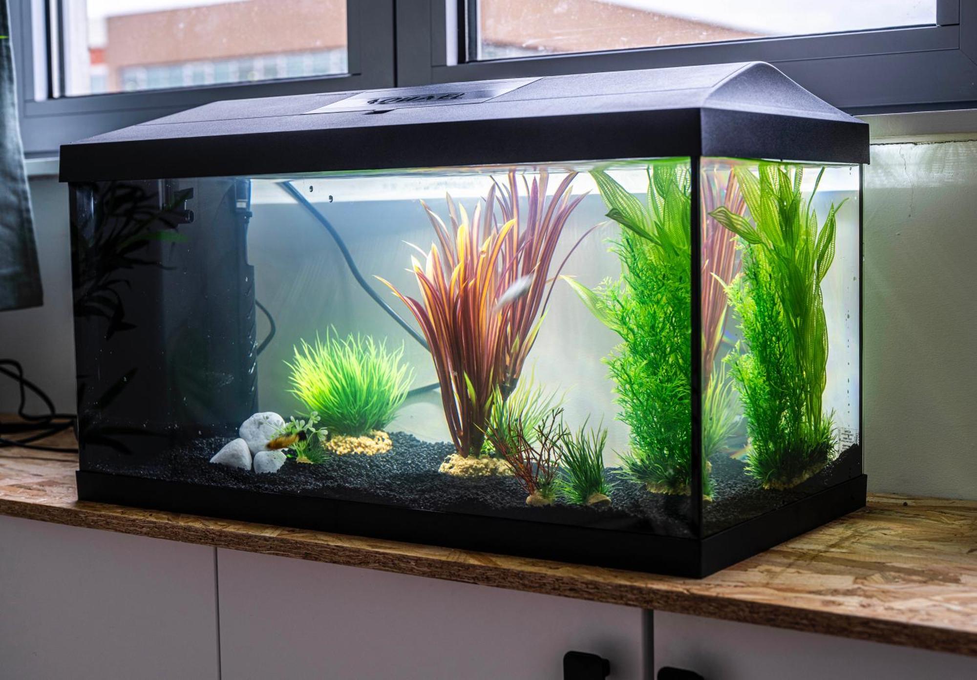 Studio Chaleureux Avec Aquarium Apartment Marcq-en-Baroeul Bagian luar foto